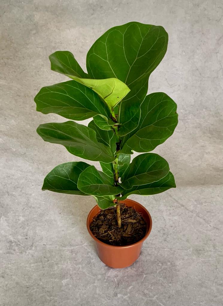 ficus-lyrata-plant
